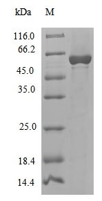 DNA polymerase II large subunit (polC), partial, Cenarchaeum symbiosum, recombinant