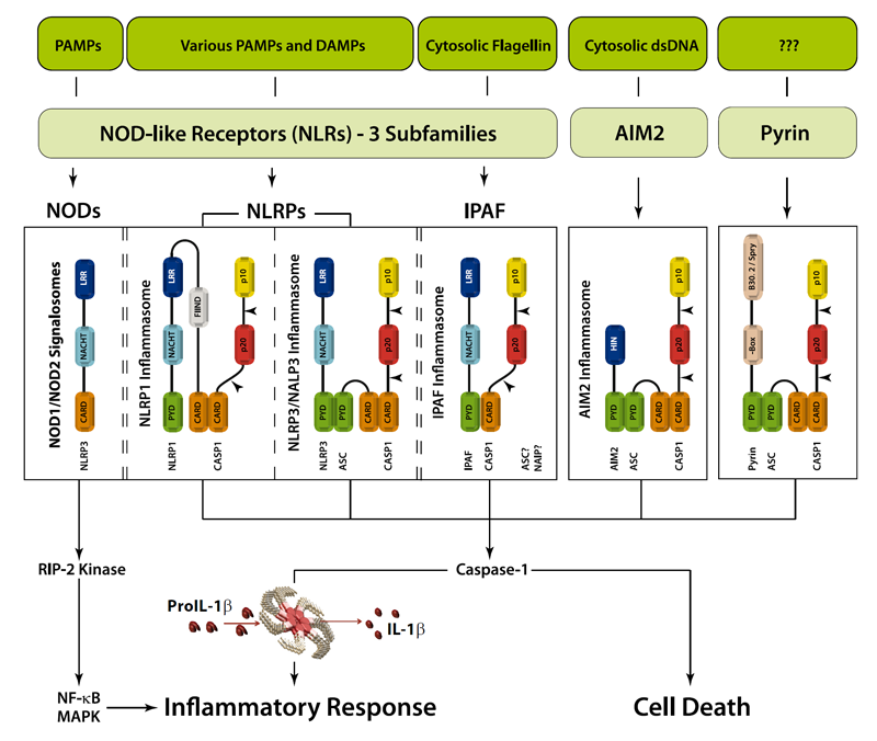 Inflammasome-Danger-Signals