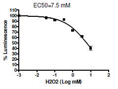 Hippo Pathway TEAD Reporter - MCF7 Cell Line