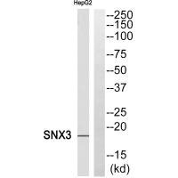 Anti-SNX3