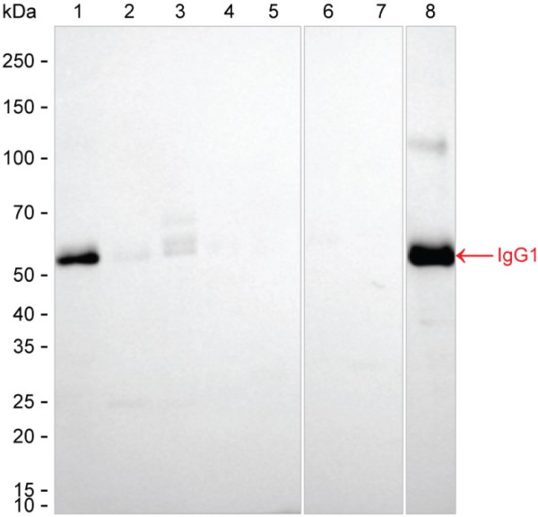 Anti-Human IgG1 Magnetic Beads