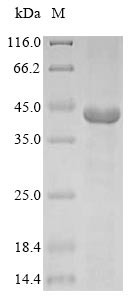 Guanine nucleotide-binding protein G (t) subunit alpha-2 (GNAT2), bovine, recombinant