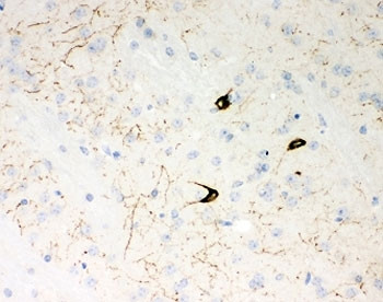 Anti-NPY / Neuropeptide Y