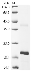 Ribonuclease K6 (RNASE6), human, recombinant