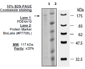 PDE4A10 active human recombinant protein