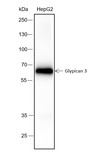 Anti-Recombinant Glypican 3, clone A233