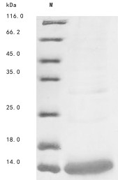 Alpha-toxin Amm8, Androctonus mauritanicus, recombinant