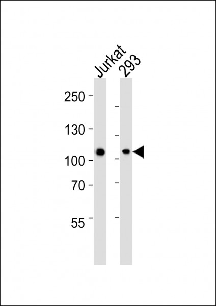 Anti-MAGED1, clone 1305CT862.157.127