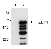 Anti-ZBP1, clone Zippy-1