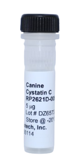 C Recombinant Protein, cystatin canine (ccyCystatinC)