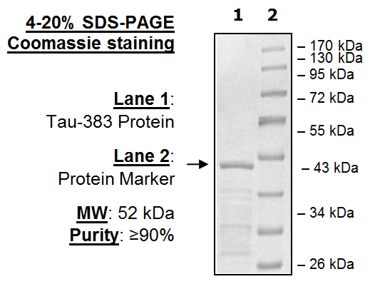 Tau-383 Protein