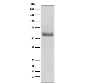 Anti-OCT-2 / POU2F2, clone AEBG-16