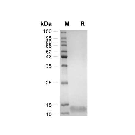 Neuregulin-4 (NRG4) Recombinant (Human)