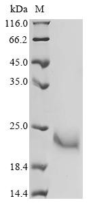 Ancylostoma secreted protein 2 (ASP2), recombinant Necator americanus