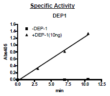 DEP1, active human recombinant protein