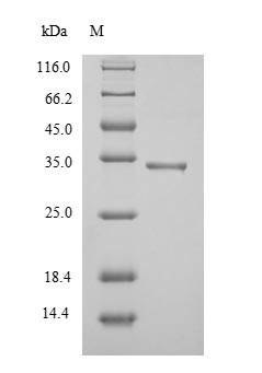 Diacylglycerol acyltransferase/mycolyltransferase Ag85A (fbpA), partial, recombinant Mycobacterium t