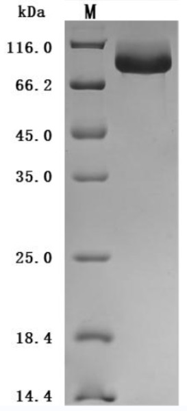 Complement component C1q receptor (Cd93), partial (Active), mouse, recombinant
