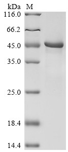 Atrial natriuretic peptide receptor 2 (NPR2), partial, human, recombinant
