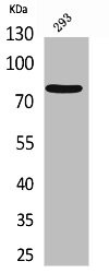 Anti-BCL6