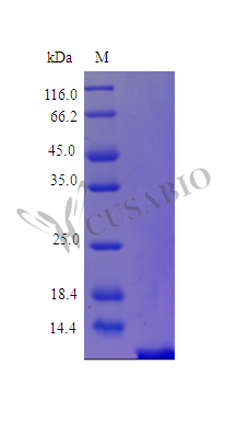 Thymosin beta-4 (TMSB4X) (Active), human, recombinant