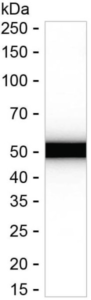 Anti-DDX39A