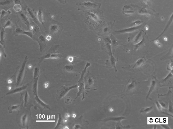 HS-729 Cells