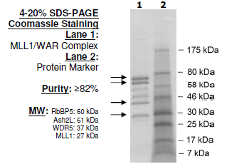MLL1/WDR5/Ash2L/RbBP5 (MLL1/WAR Complex), human, recombinant protein