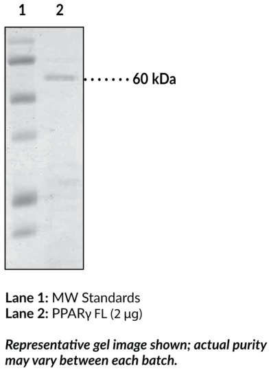 PPARgamma FL (human, recombinant from E. coli)