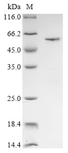 Alpha-1,3-mannosyl-glycoprotein 2-beta-N-acetylglucosaminyltransferase (MGAT1), partial, rabbit, rec