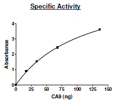 Carbonic Anhydrase 9 (CA9), human recombinant protein, C-terminal His-tag