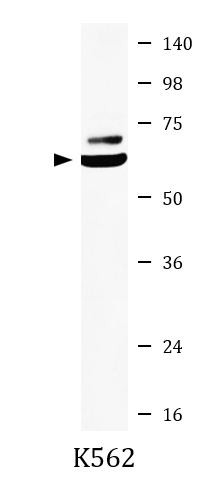 Anti-SLC29A2 / ENT2