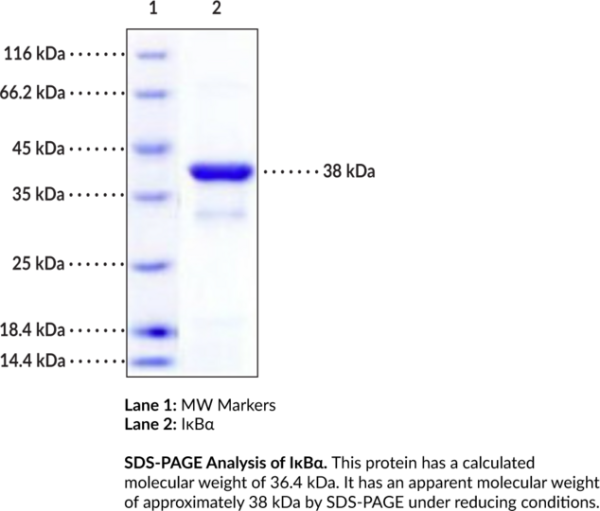 IkappaBalpha (human, recombinant)