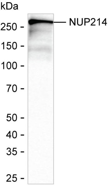 Anti-NUP214 (recombinant antibody)