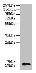 Anti-RPL36AL