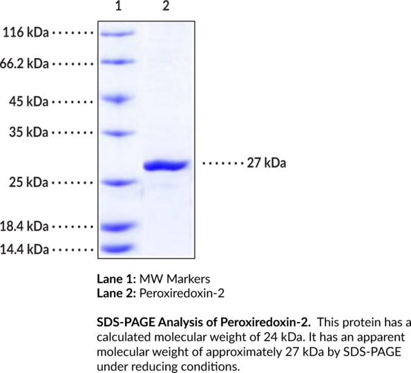 Peroxiredoxin-2 (human, recombinant)