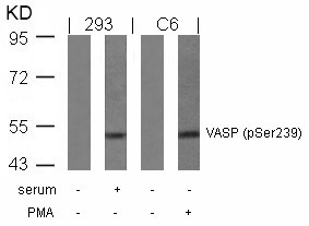 Anti-phospho-VASP (Ser239)