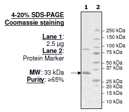 Abl Kinase, active human recombinant protein