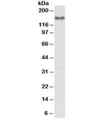 Anti-CD13