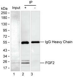 Anti-FGF2