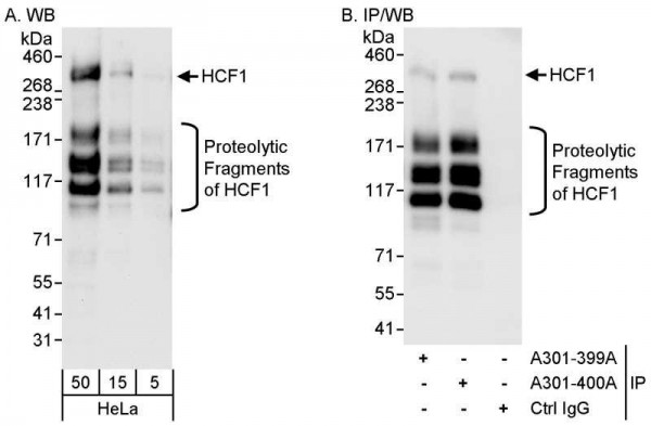 Anti-HCF1