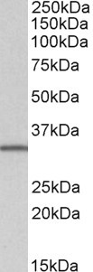 Anti-NHERF2 (isoform b), Internal