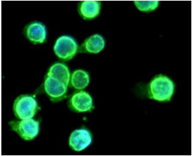 Anti-Tollip, clone k1B17