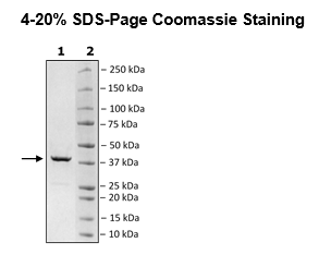 Hsp40, active human recombinant protein