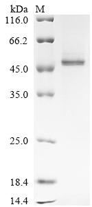 Serine protease inhibitor A3K (Serpina3k), mouse, recombinant
