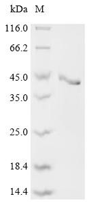 Stanniocalcin-2 (Stc2), recombinant rat