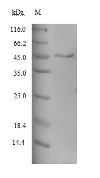 Melanoma-associated antigen 10 (MAGEA10), human, recombinant