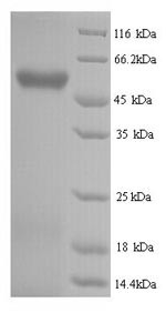 Hyaluronidase-2 (HYAL2), human, recombinant
