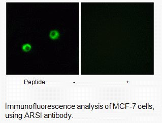 Anti-ARSI