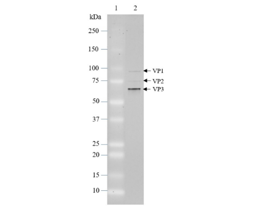 AAV2 Luciferase-mCherry