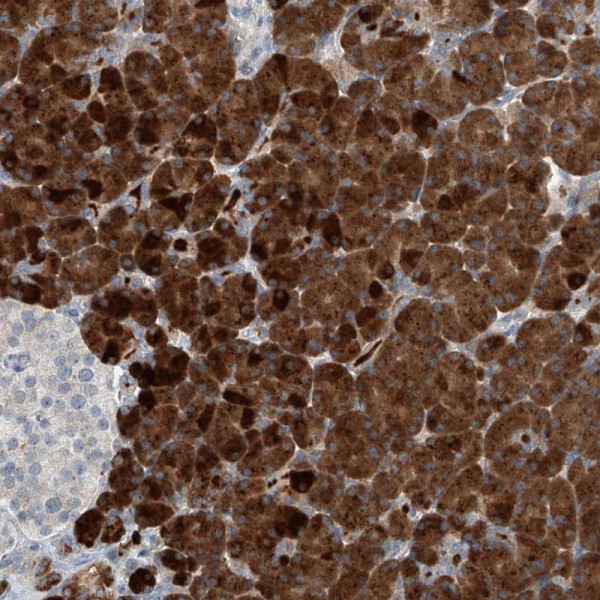 Anti-KCNK10